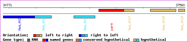 gene map