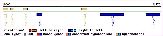 gene map