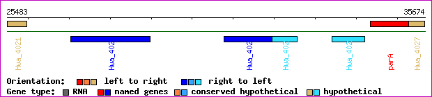 gene map