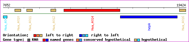 gene map