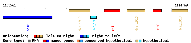 gene map