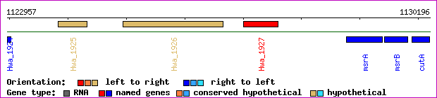 gene map