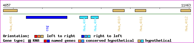 gene map