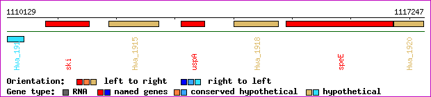 gene map
