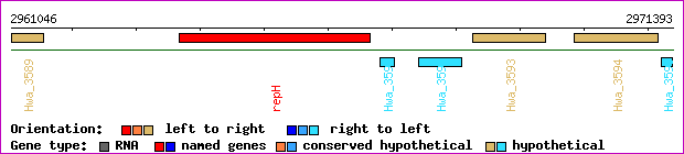 gene map