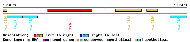 gene map