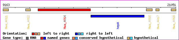 gene map