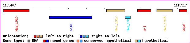 gene map