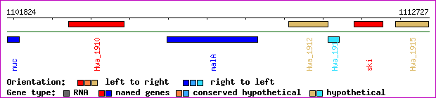 gene map