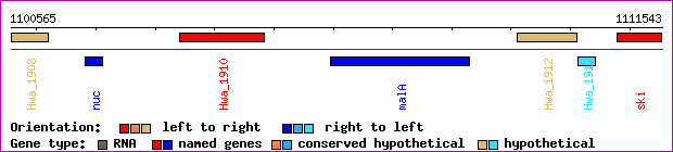 gene map