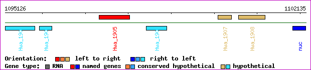 gene map