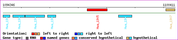 gene map