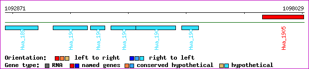 gene map