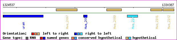 gene map