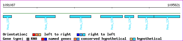gene map