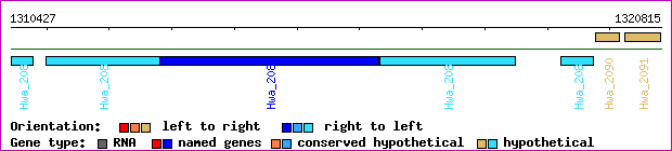 gene map