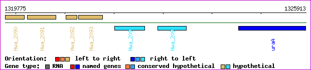 gene map