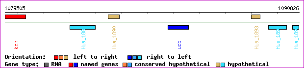 gene map