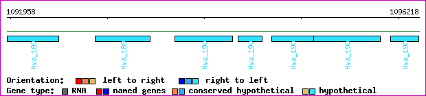 gene map