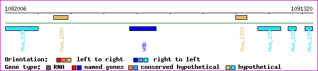 gene map