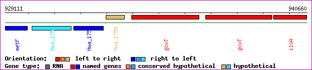 gene map