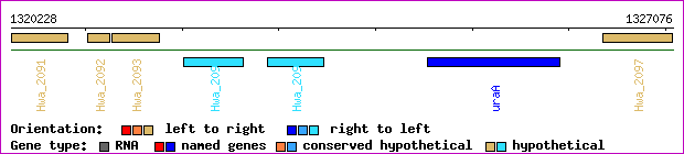 gene map