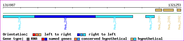gene map