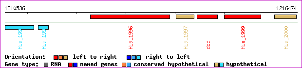 gene map
