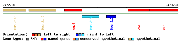 gene map