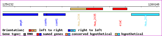 gene map