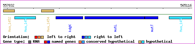 gene map