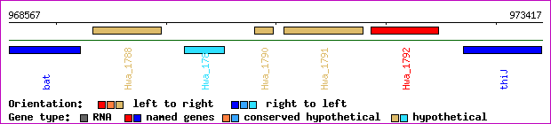 gene map