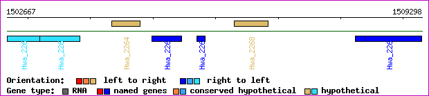 gene map