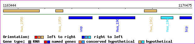 gene map