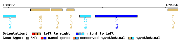gene map