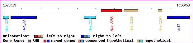 gene map