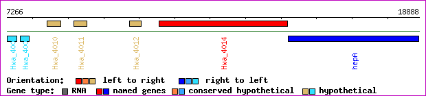 gene map