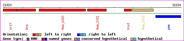 gene map