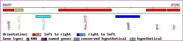 gene map