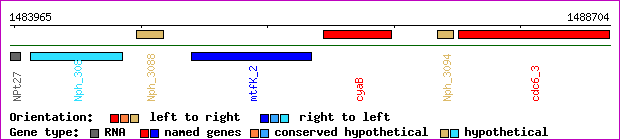 gene map