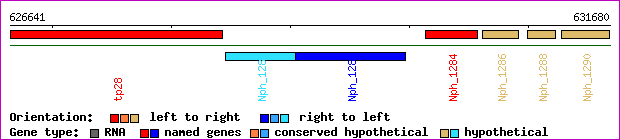 gene map