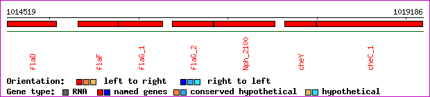 gene map