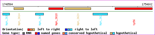 gene map