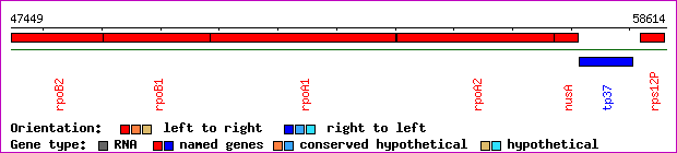 gene map
