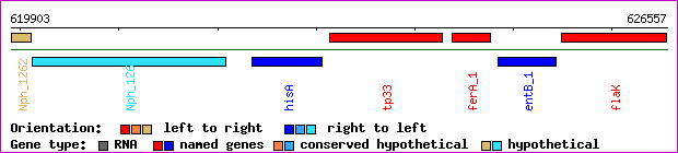 gene map
