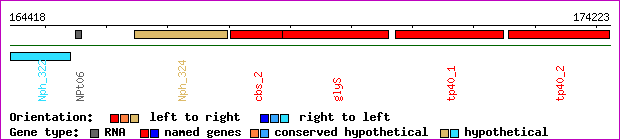 gene map