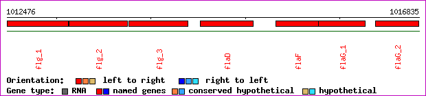 gene map