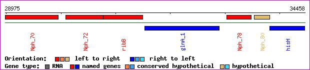 gene map
