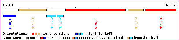 gene map