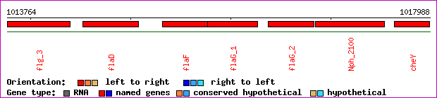 gene map